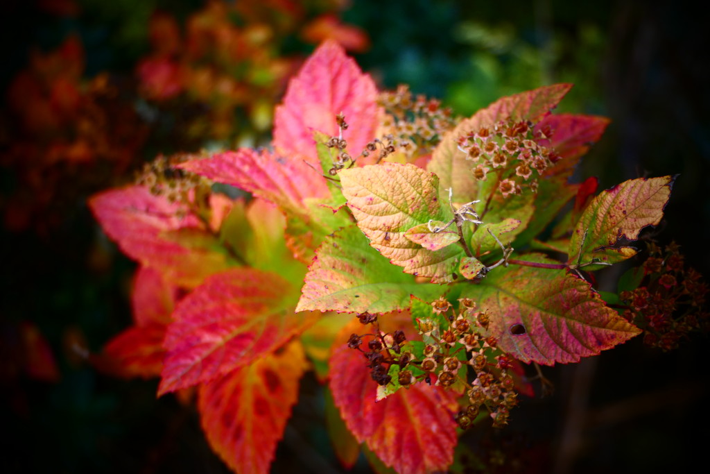 Autumn Colours by carole_sandford