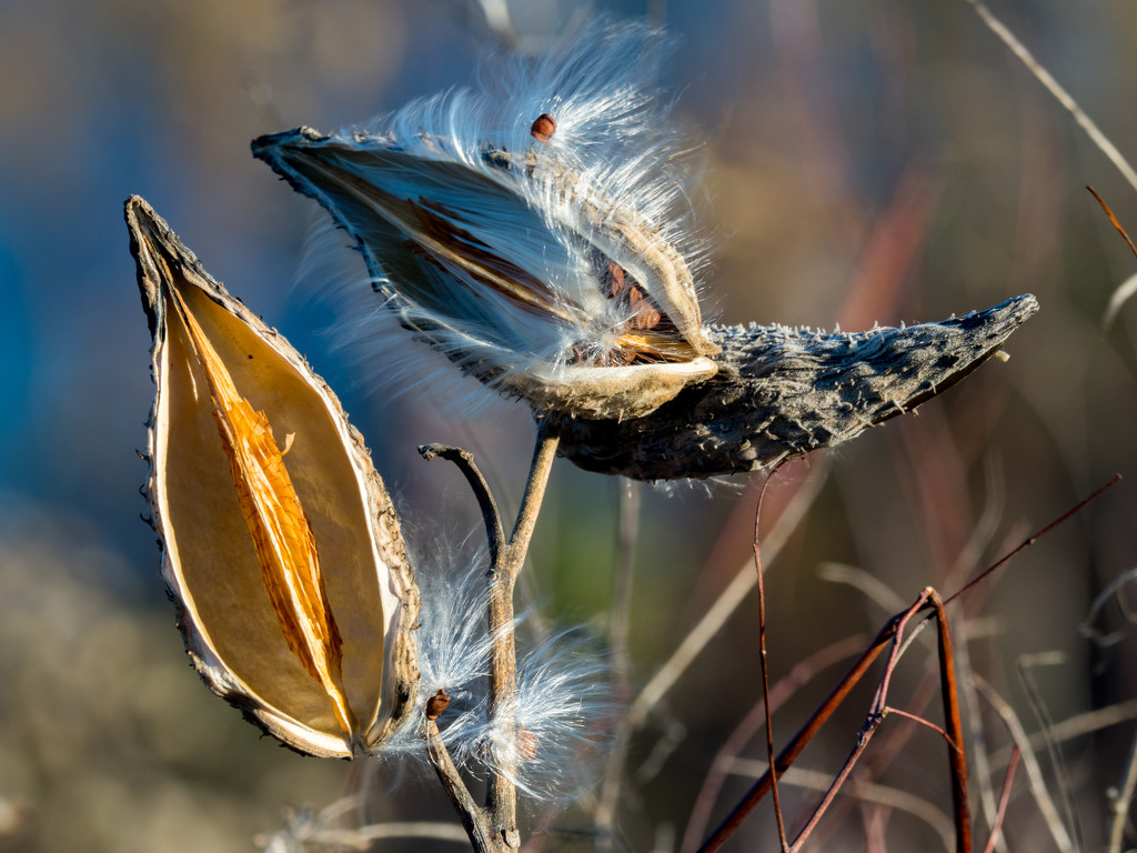 Milkweed Pods with seeds by rminer