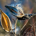 Milkweed Pods with seeds by rminer