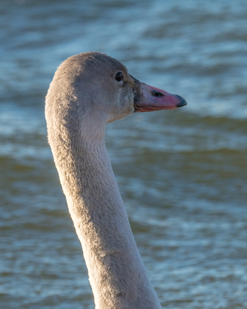 Swan Head by rminer