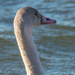 Swan Head by rminer