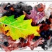 Watercolor Leaf by olivetreeann