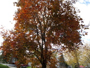 9th Nov 2017 - Our crimson maple tree