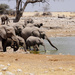 Elephants  by dkbarnett
