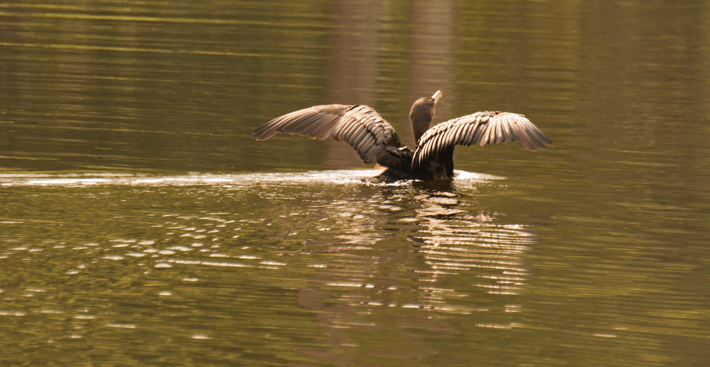 Cormorant on the Move! by rickster549