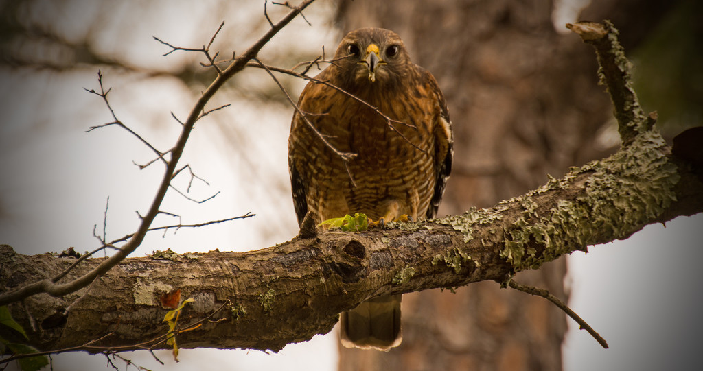 Red Shouldered Hawk Giving Me the Eye! by rickster549