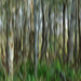 Into the Woods ICM by onewing