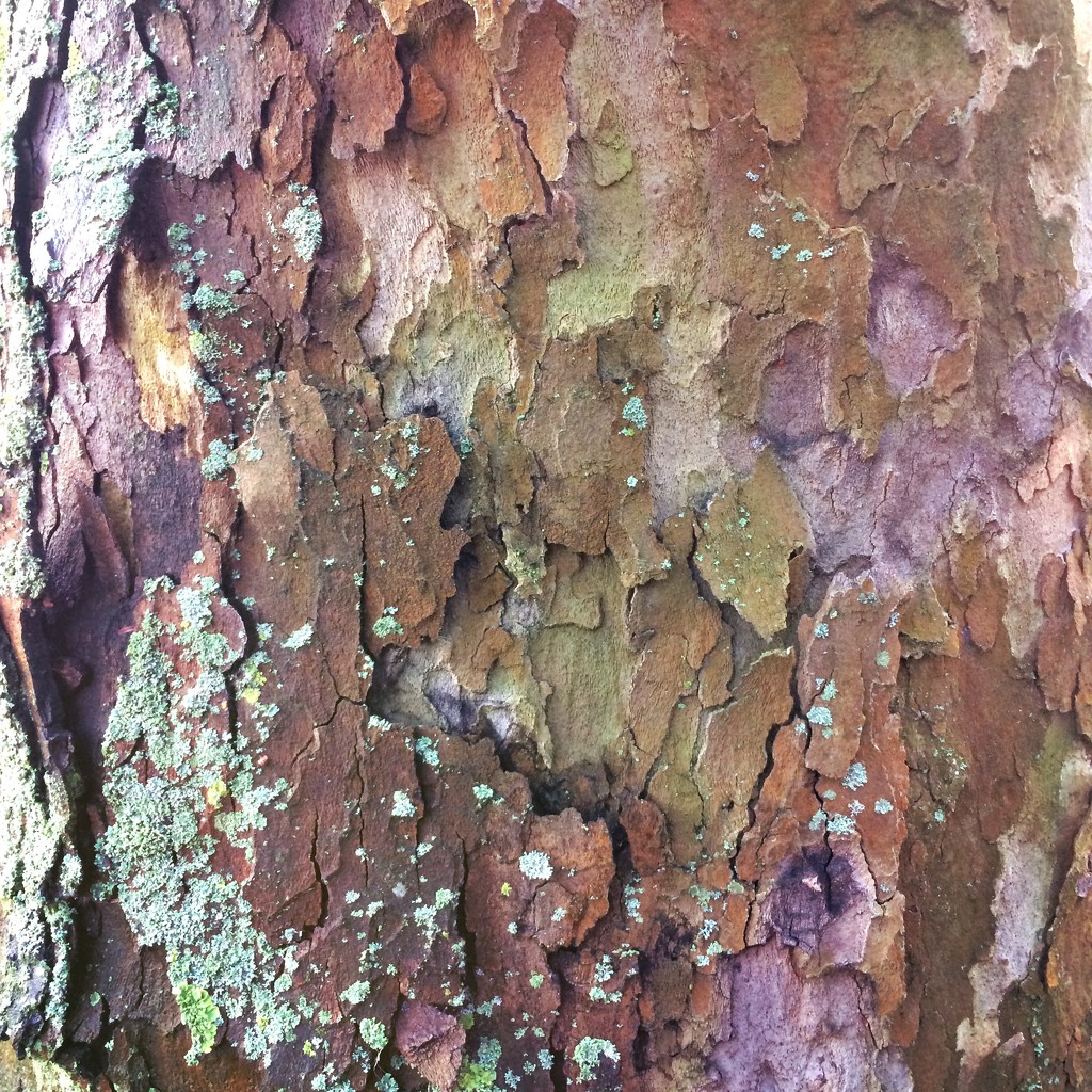 Tree skin by mastermek