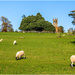 Sheep May Safely Graze by carolmw