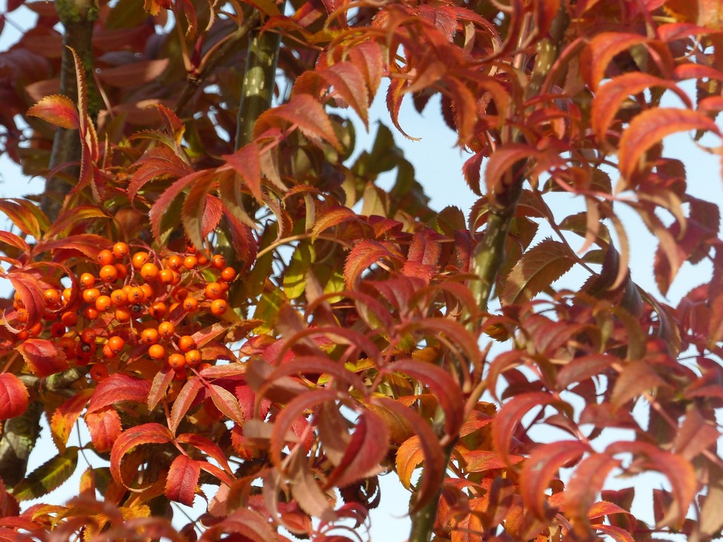 Rowan Tree in Autumn  by foxes37