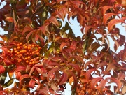 10th Nov 2017 - Rowan Tree in Autumn 