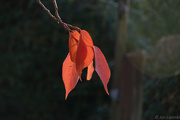10th Nov 2017 - More Red Leaves