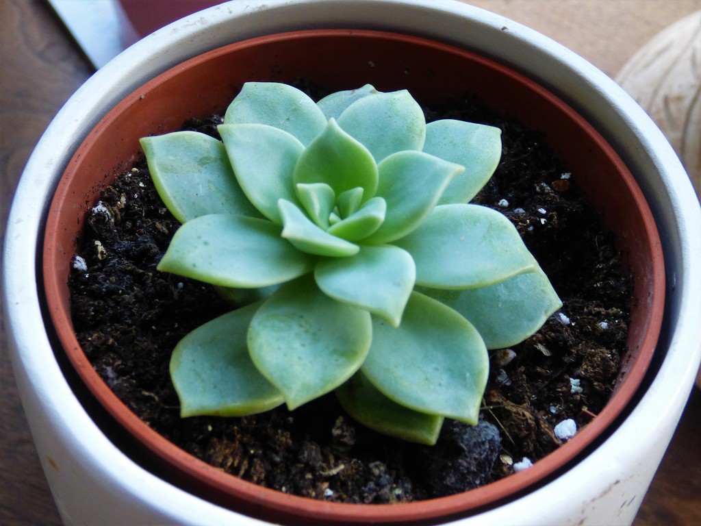 A new succulant . by beryl