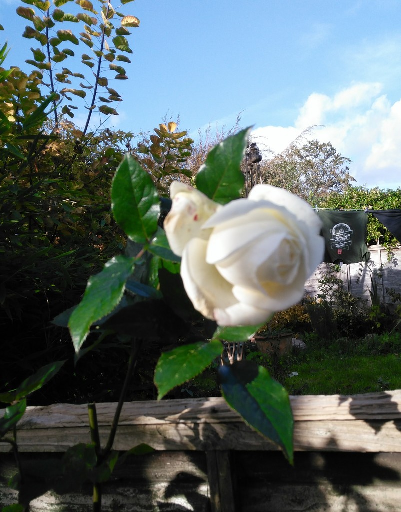 White Rose by jmdspeedy