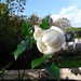 White Rose by jmdspeedy