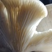 Fungus foray by janturnbull