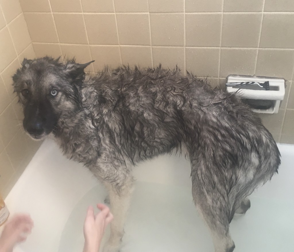 Skinny dog bath  by annymalla