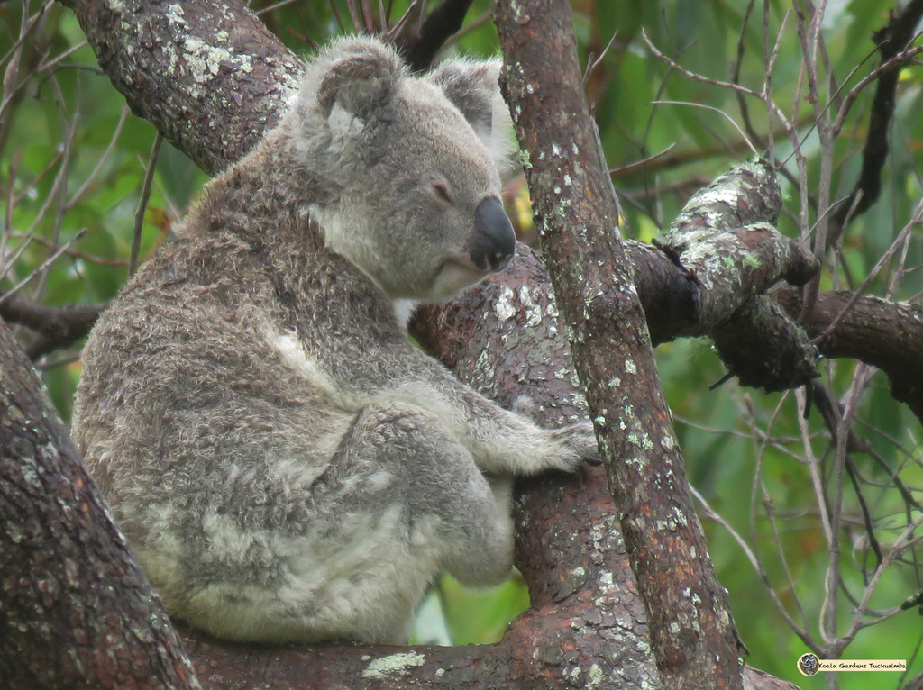 50 shades of grey by koalagardens