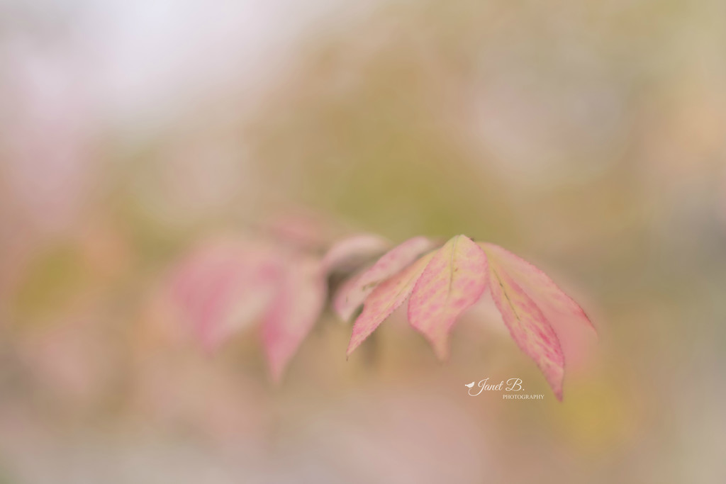 Dainty Leaves by janetb