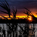 Grassy Sunset  by rjb71