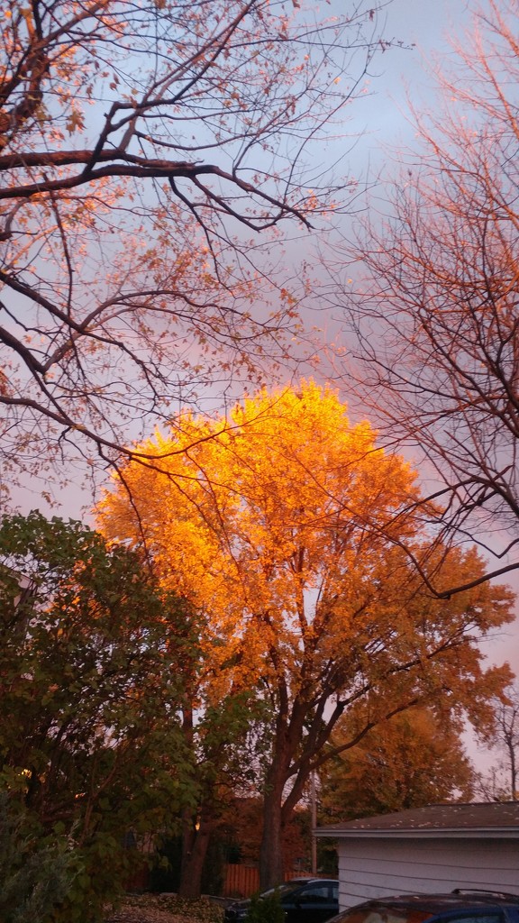 Fire light in the fall trees. by hellie