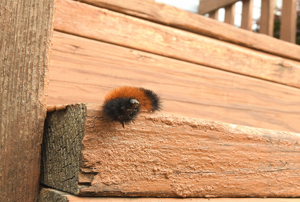 Fuzzy Creature on My Steps by kareenking