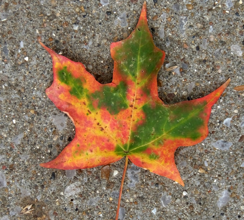 Leaf by linnypinny