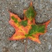 Leaf by linnypinny