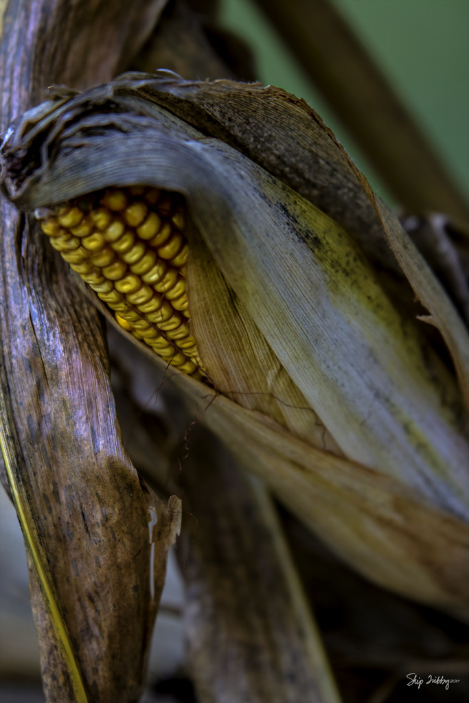 Unharvested Field Corn by skipt07