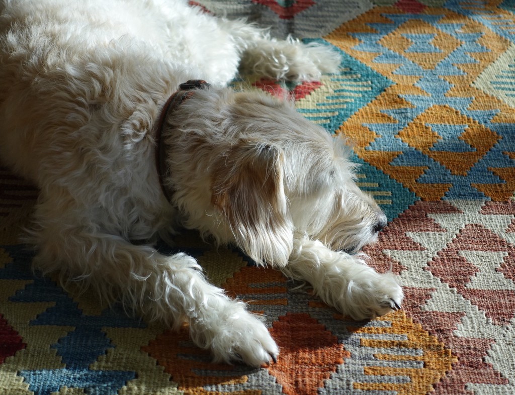 dog on the mat by quietpurplehaze