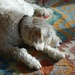 dog on the mat by quietpurplehaze