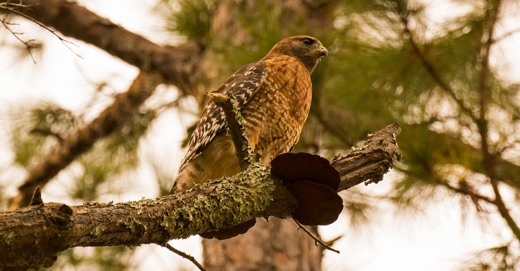 Red Shouldered Hawk and Fungi! by rickster549