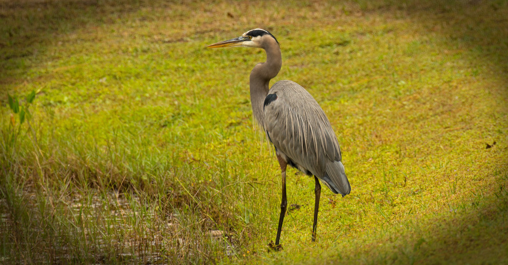 Blue Heron Looking for Lunch! by rickster549