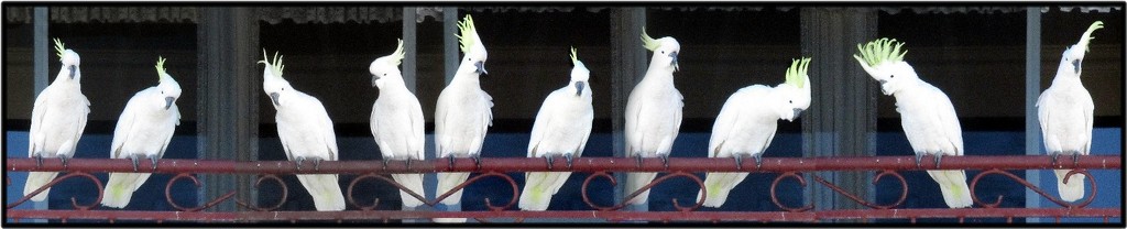 White cockatoos by robz