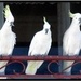 White cockatoos by robz