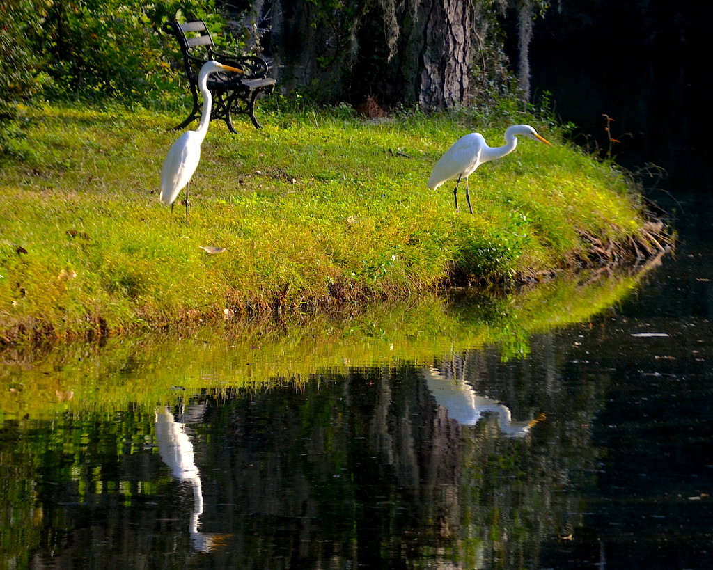Great egrets by congaree