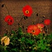 A Poppy Is To Remember  by gardenfolk