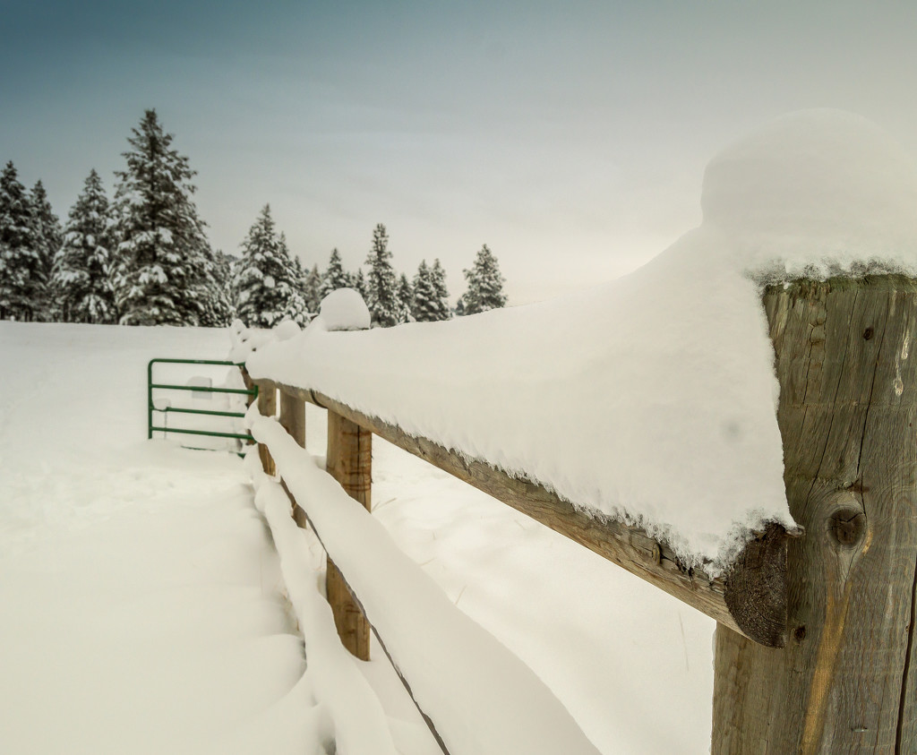 Winter Fenceline by 365karly1
