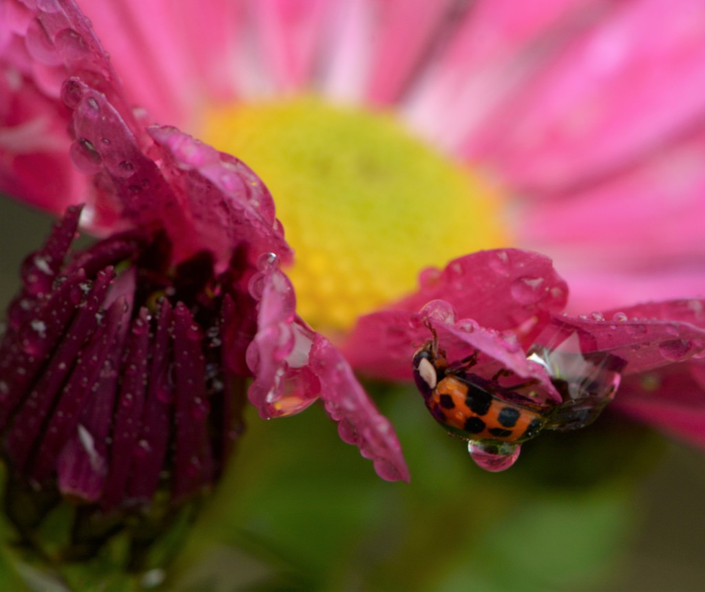 Ladybird, raindrops, chrysanthemum.... by ziggy77