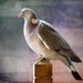 Big fat wood pigeon by pamknowler