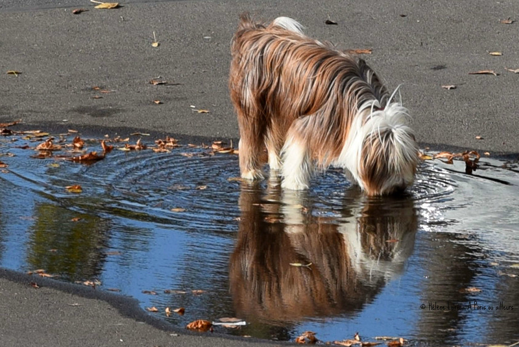 Dog in a puddle by parisouailleurs