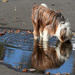 Dog in a puddle by parisouailleurs