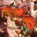White Oak Leaf in Sunlight by bjchipman