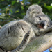 sound asleep by koalagardens