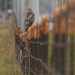 Fence Sitter by kareenking
