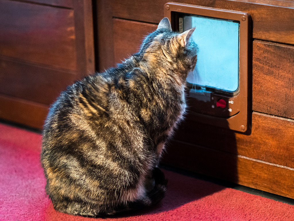 Prime-Time Cat TV! by vignouse