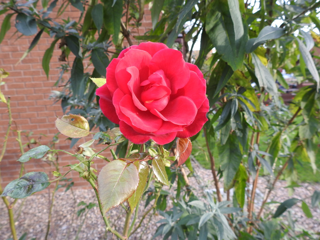 Rose by oldjosh