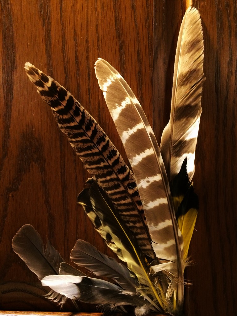 Collection of Feathers by bjchipman