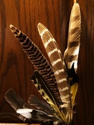 10th Nov 2017 - Collection of Feathers