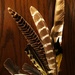Collection of Feathers by bjchipman
